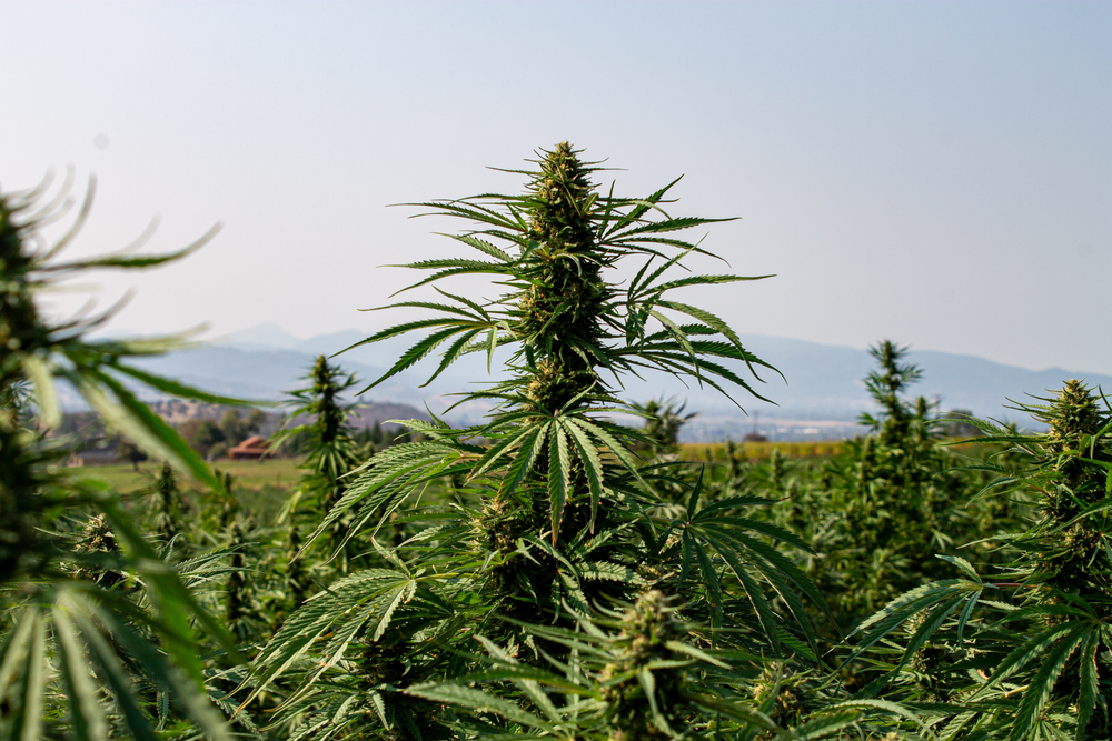 Mature,Hemp,Flower,Cola,Top,With,Green,Leaves,,Farm,And